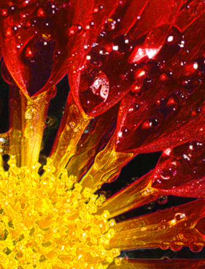 Chrysanthemum